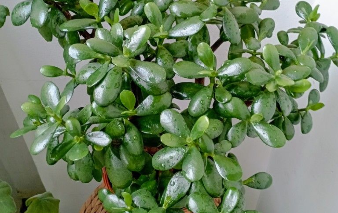 Planta-Jade Encherá A Sua Casa De Prosperidade, Basta Colocá-La No Lugar Certo